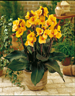 Canna 'Cleopatra' Canna 'Cleopatra'